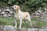 LABRADOR 852